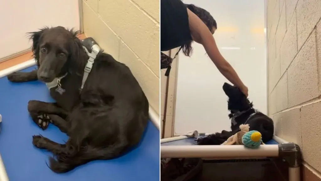 Shelter Dog's Heartbreaking Moment Caught on Camera
