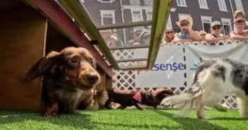 Hundreds of Wiener Dogs Take Over One Town for the Cutest Race You’ll Ever See