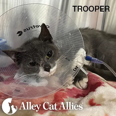 Fighting for Justice for Trooper the Cat