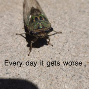 silly-cicada-Copy
