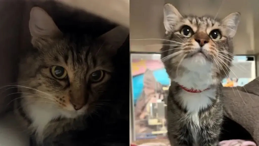 Shelter Cat Esme Seeks Love While Valuing Her Private Space