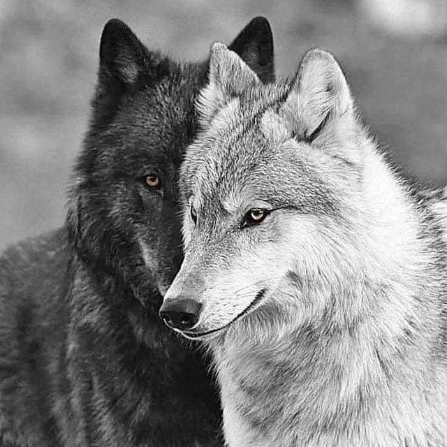 volk13