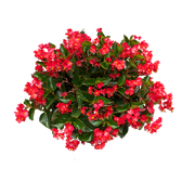 transparent