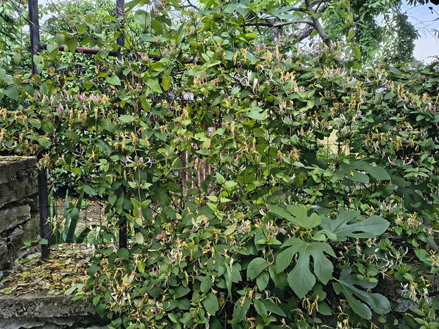 lonicera.jpg