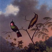Brazilian-Ruby-Hummingbirds