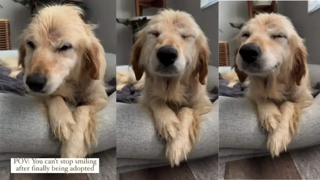 Rescue Dog's First Day Delight