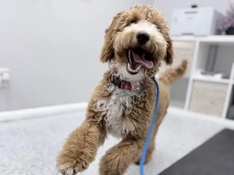 Early Training: Building a Confident, Obedient Puppy