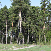DSC 0964