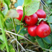 DSC00100