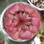 P8021066s