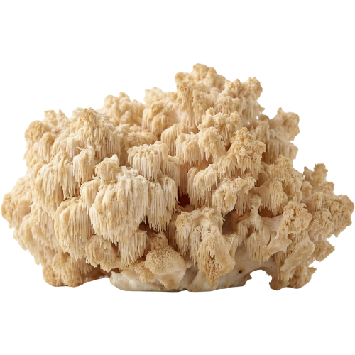 Lion's Mane Extract