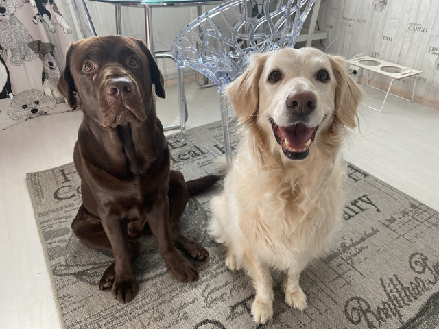 C5-CBDF3-C-4-FB6-4408-B925-DE7087-F3-BAB