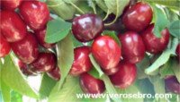 Variétés de cerises: Rocket