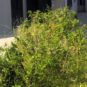 DSC5083
