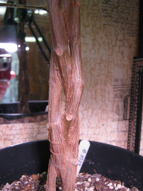 IMG 6441.jpg