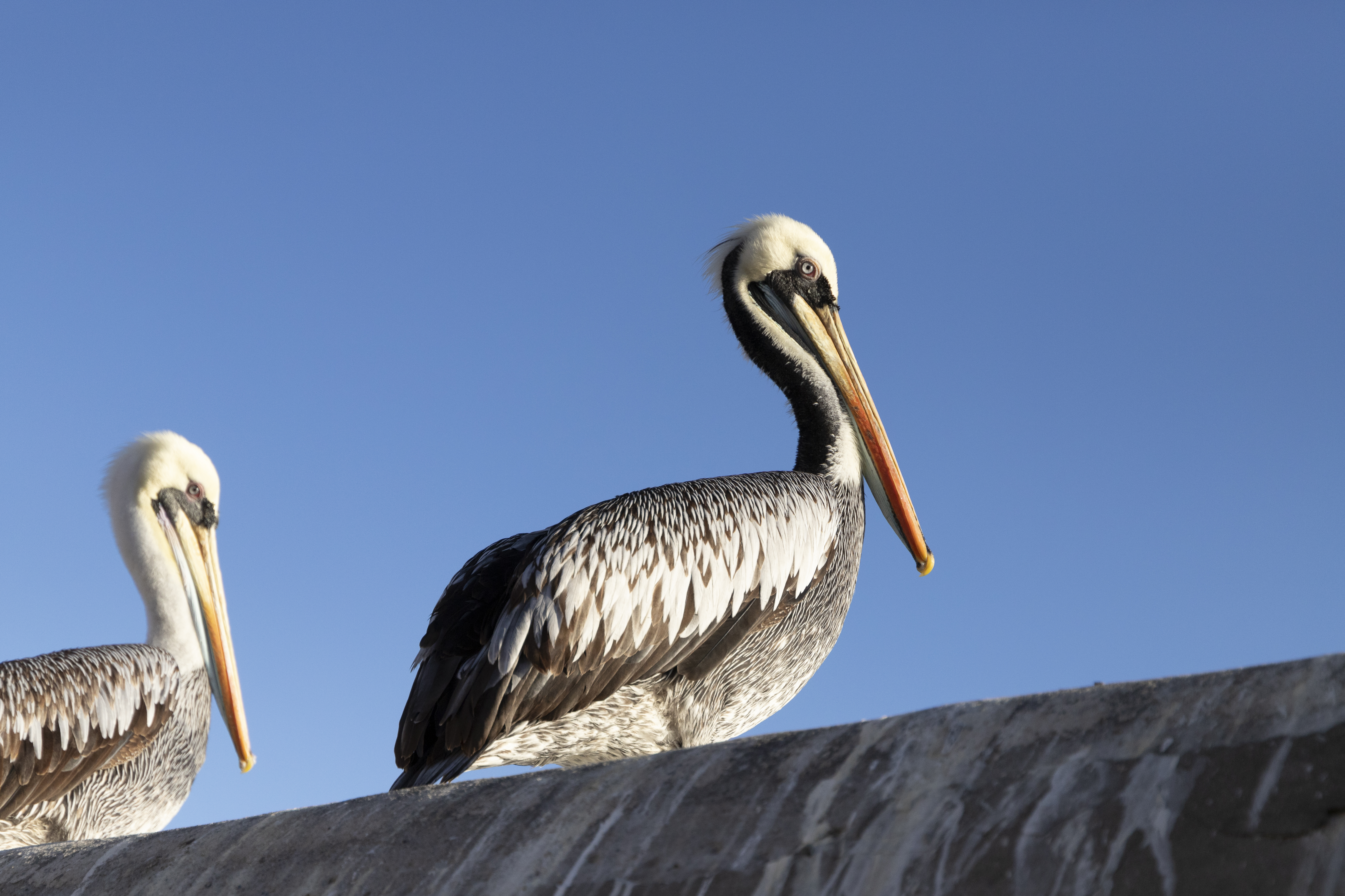 MG-1183.jpg