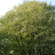 DSC7100