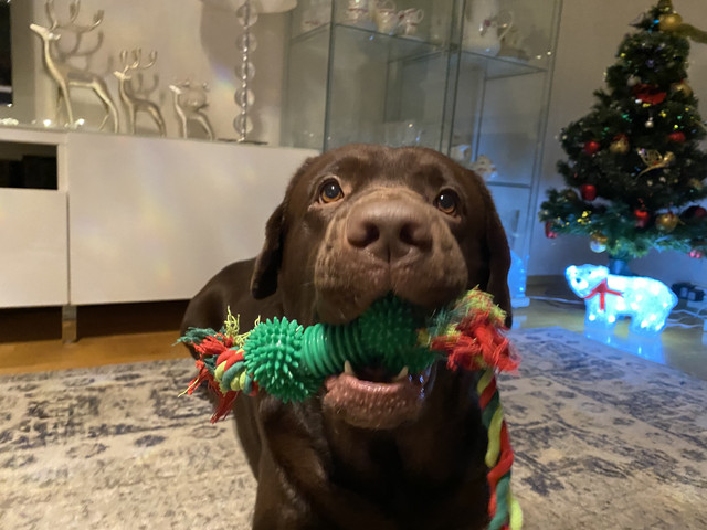 45600625-4249-43-BF-800-D-5-BFC2-B9-D0-D