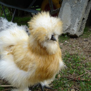 Red Pyle