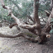 029a-Contorted-Pine