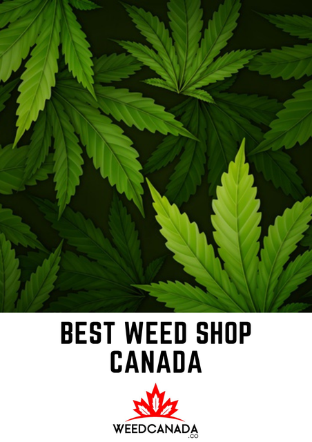 Best-Weed-Shop-Canada-5