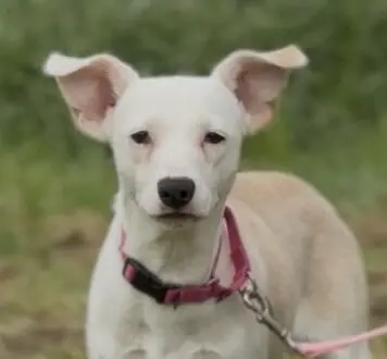 Deaf Dog Seeks Forever Home