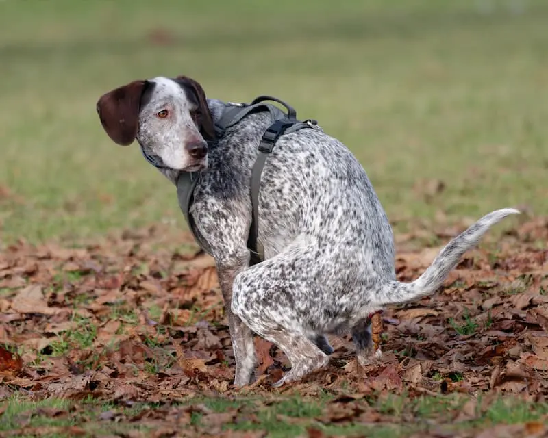 Dog Owners Increasingly Focused on Pet Waste Consistency