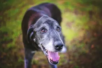 How to Make the Most of Your Senior Dog’s Vet Check‑up