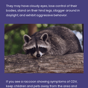 A Quick Guide To Zombie Raccoons: Protecting People &amp; Pets From Disease