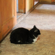 IMG-0690