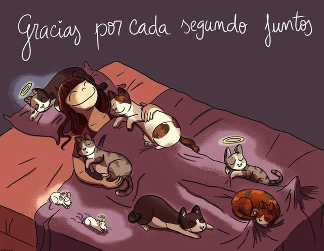 gatos