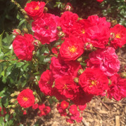Red-Fairy
