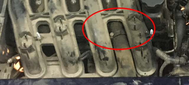 kalina-oil