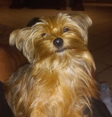 Mia a small female Yorkshire Terrier rescue dog with golden coat
