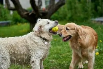 Endless Energy: Dog Breeds That Turn Every Day into Adventure