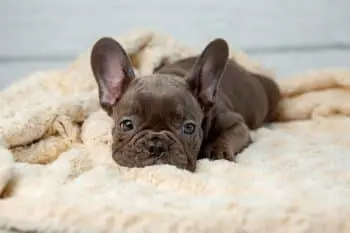 Nourishing Your French Bulldog Puppy