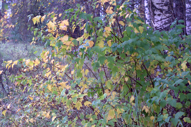 DSC7355-result.jpg