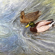Water Patterns Mallard edited 1 copy edited 2