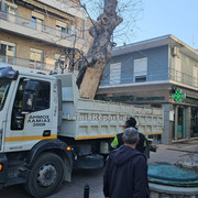 Δεντρο πλατεια Λαου014