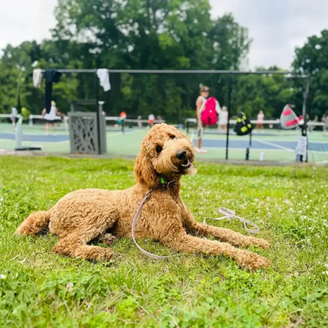 Delaney working with a dog during training at Meadow Ridge