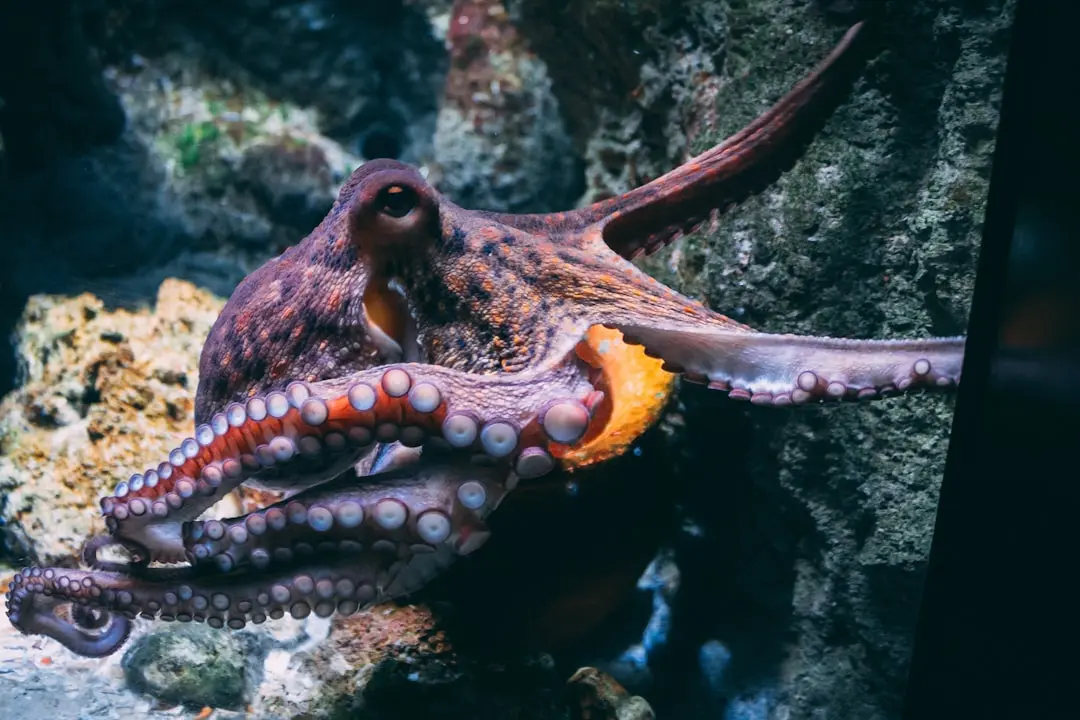 Octopus Mama's Desperate Bid to Protect Her Eggs