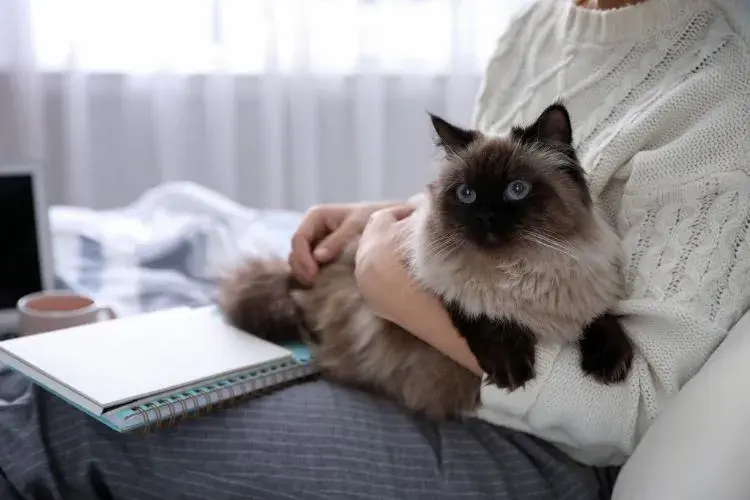 The Secrets Your Cat Knows About You