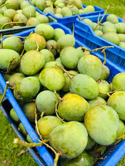 Himsagar Mango (10 kg-Caret) 2