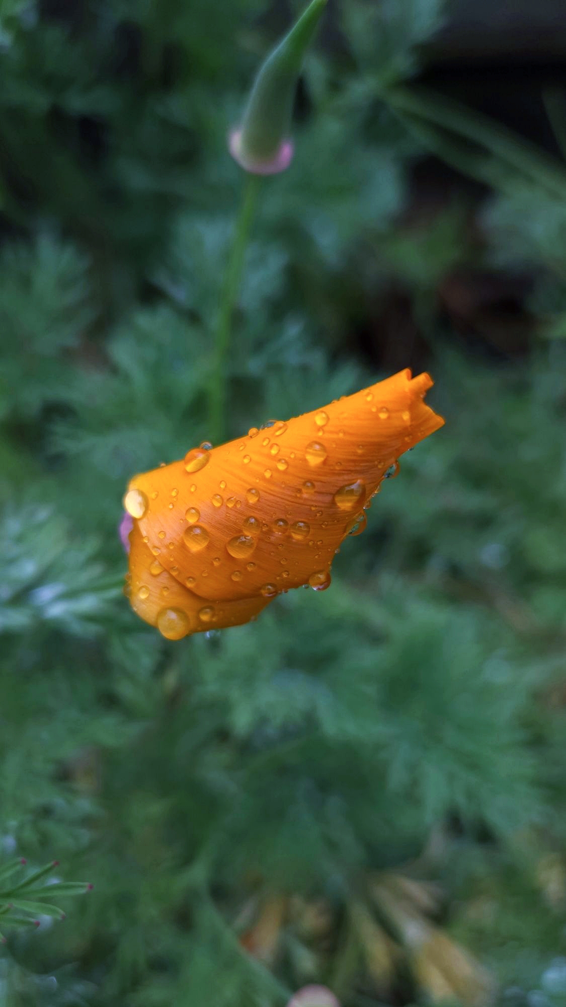 California Poppy
