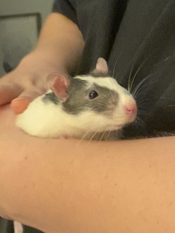 Derek
