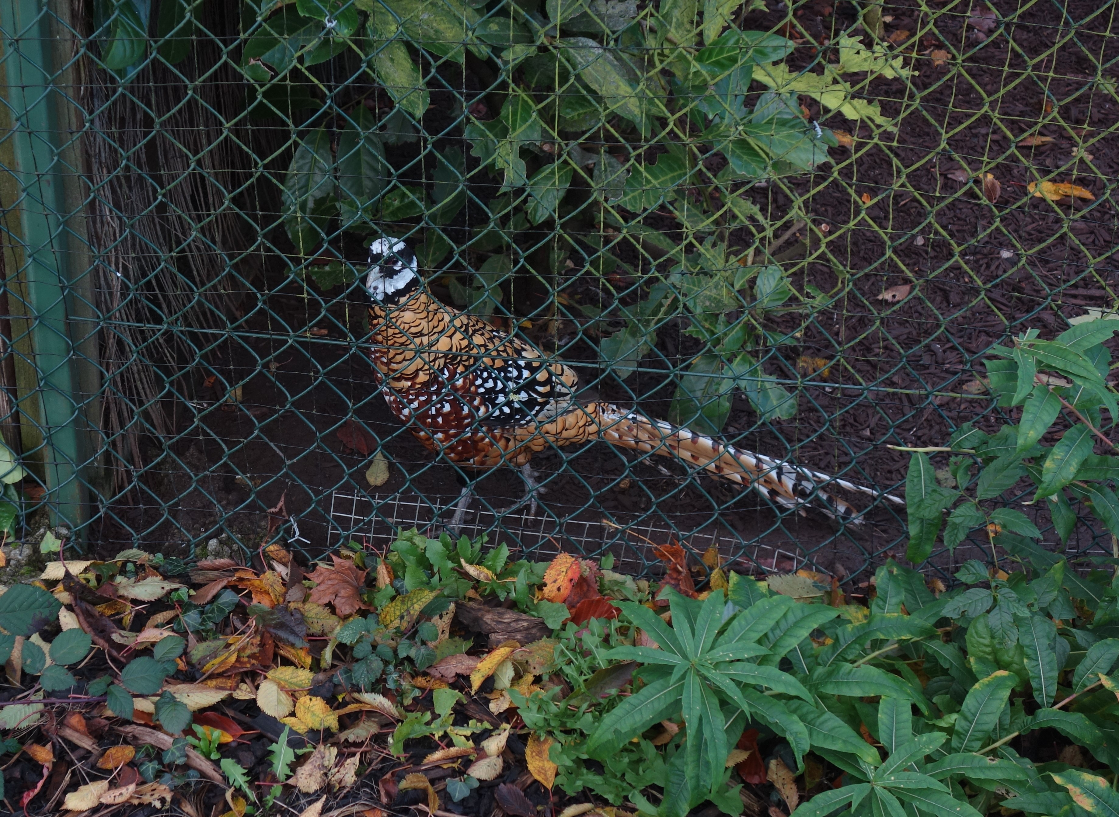 DSC03513
