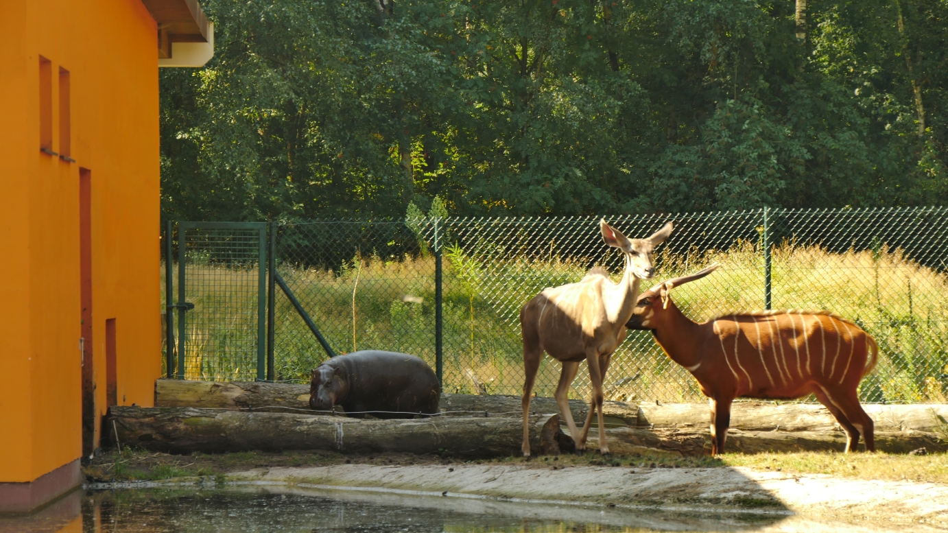 Serengeti-Park / Серенгети-Парк и кусочек Касселя