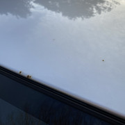 IMG-8194