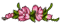 pink blossoms