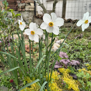 narcissus2